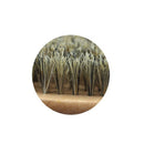 Detreu Beard / Fade Brush Type-61